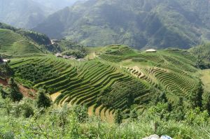 Rice terraces in Ji Pi Tian