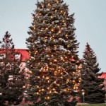 A huge Christmas tree!