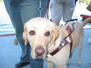 This guide dog is ready to go. Are you?