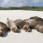 Sea lions in the Galapagos.
